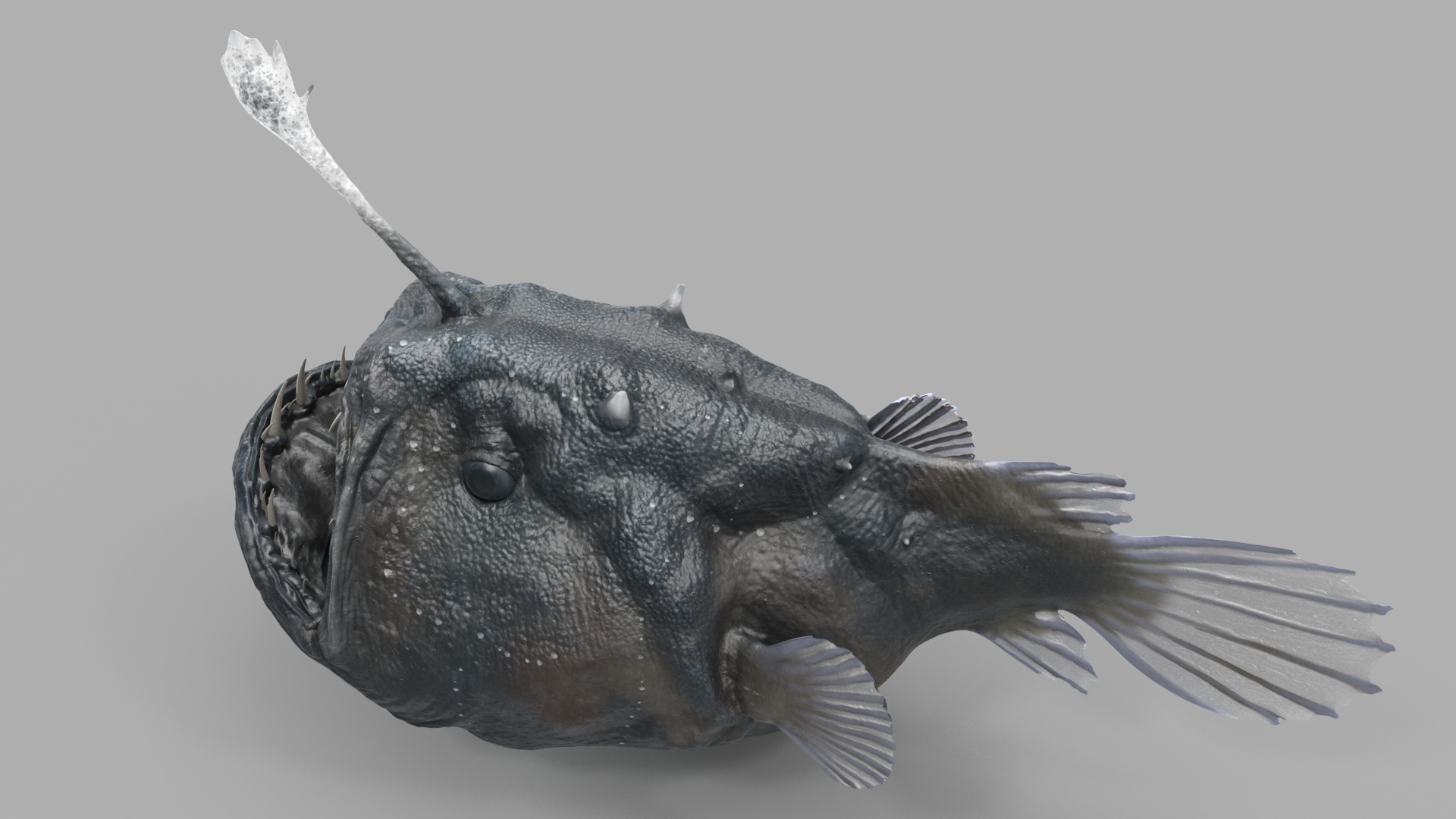 3D model Anglerfish