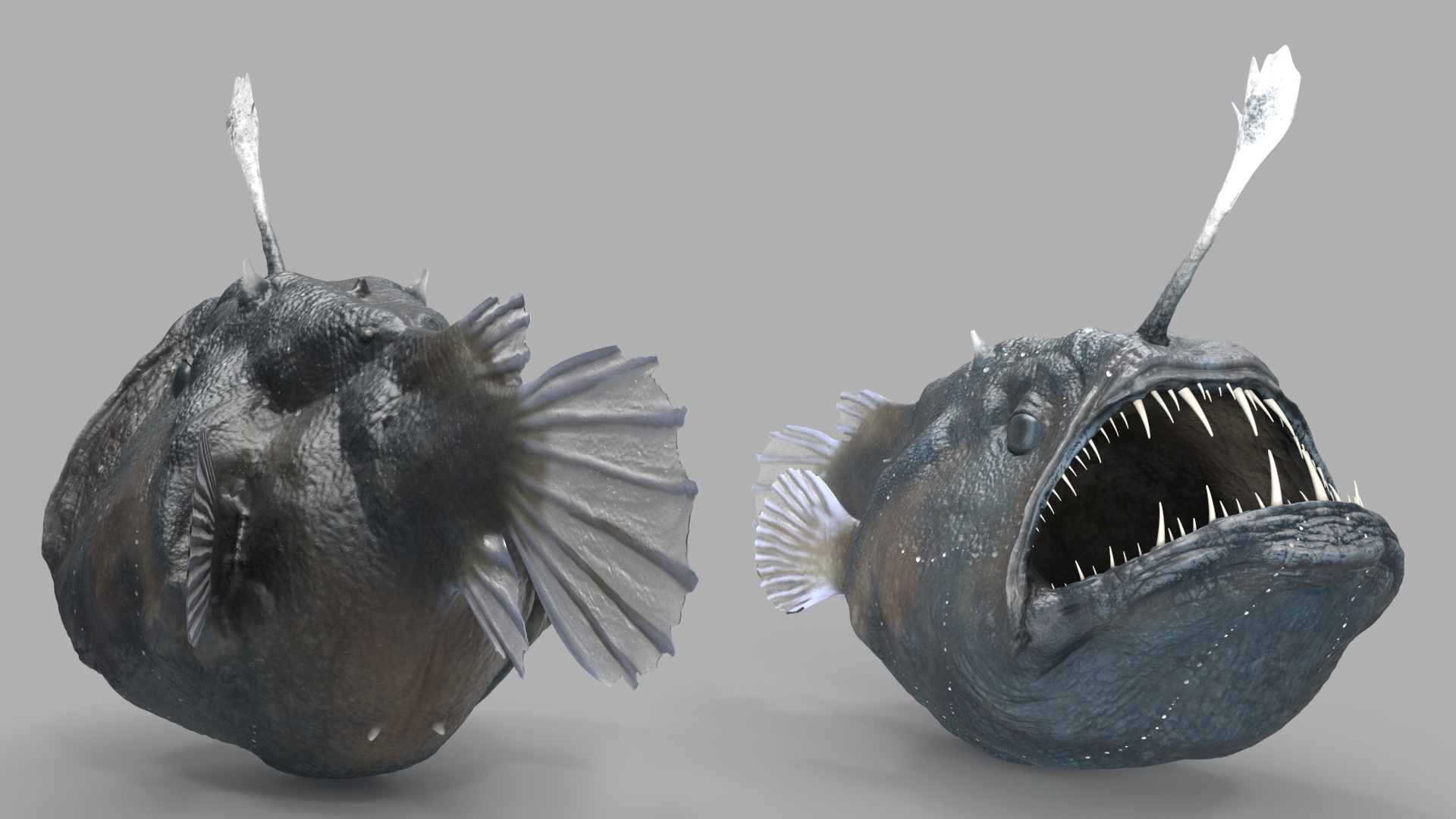 3D model Anglerfish