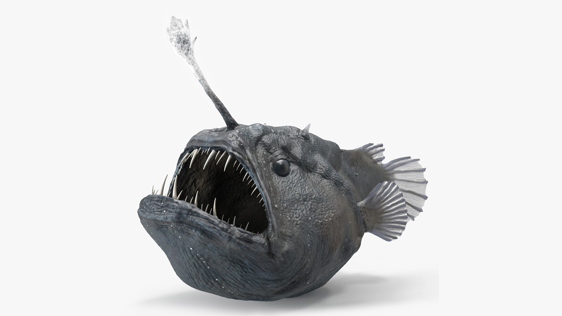 3D model Anglerfish