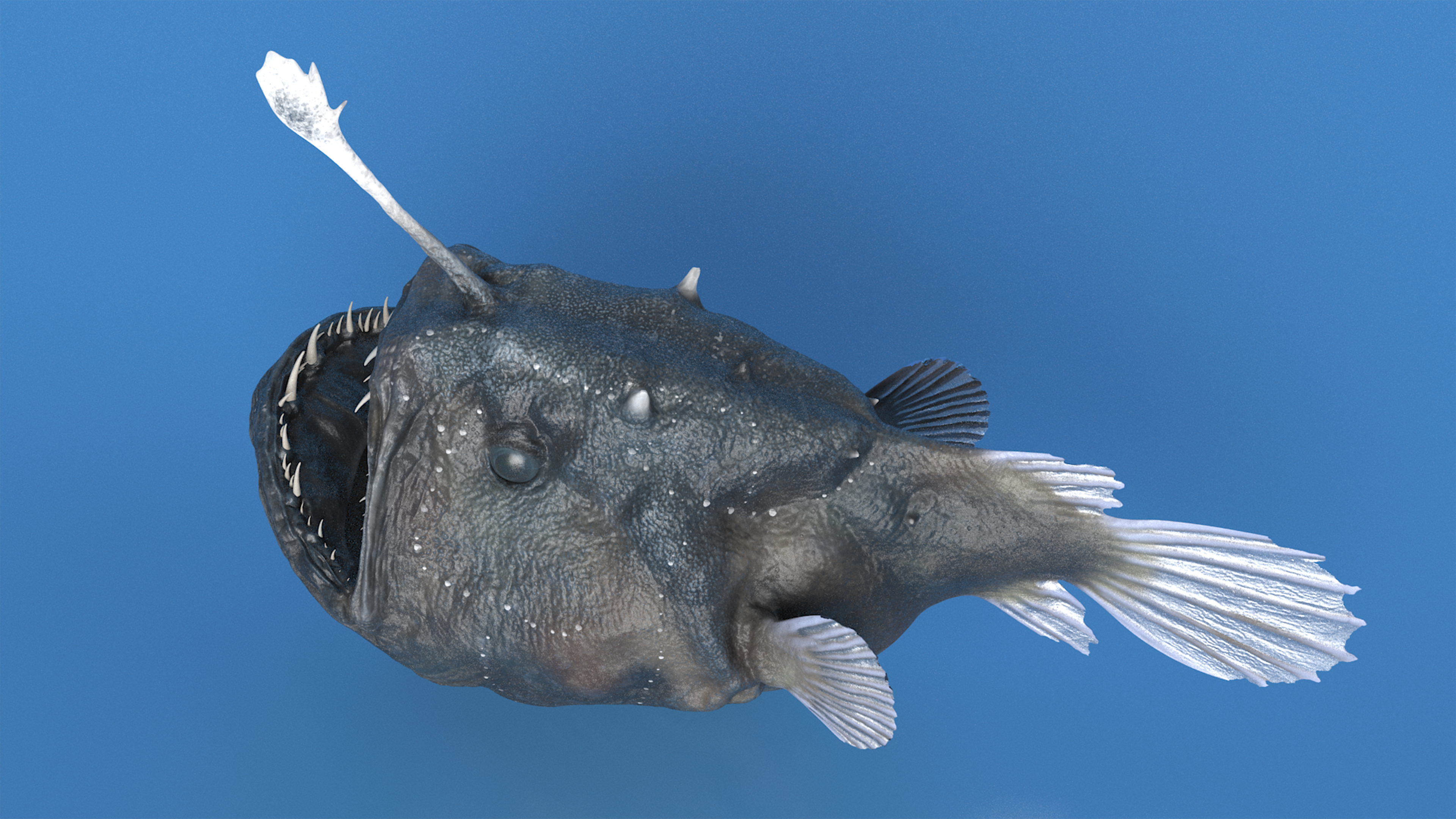 3D model Anglerfish