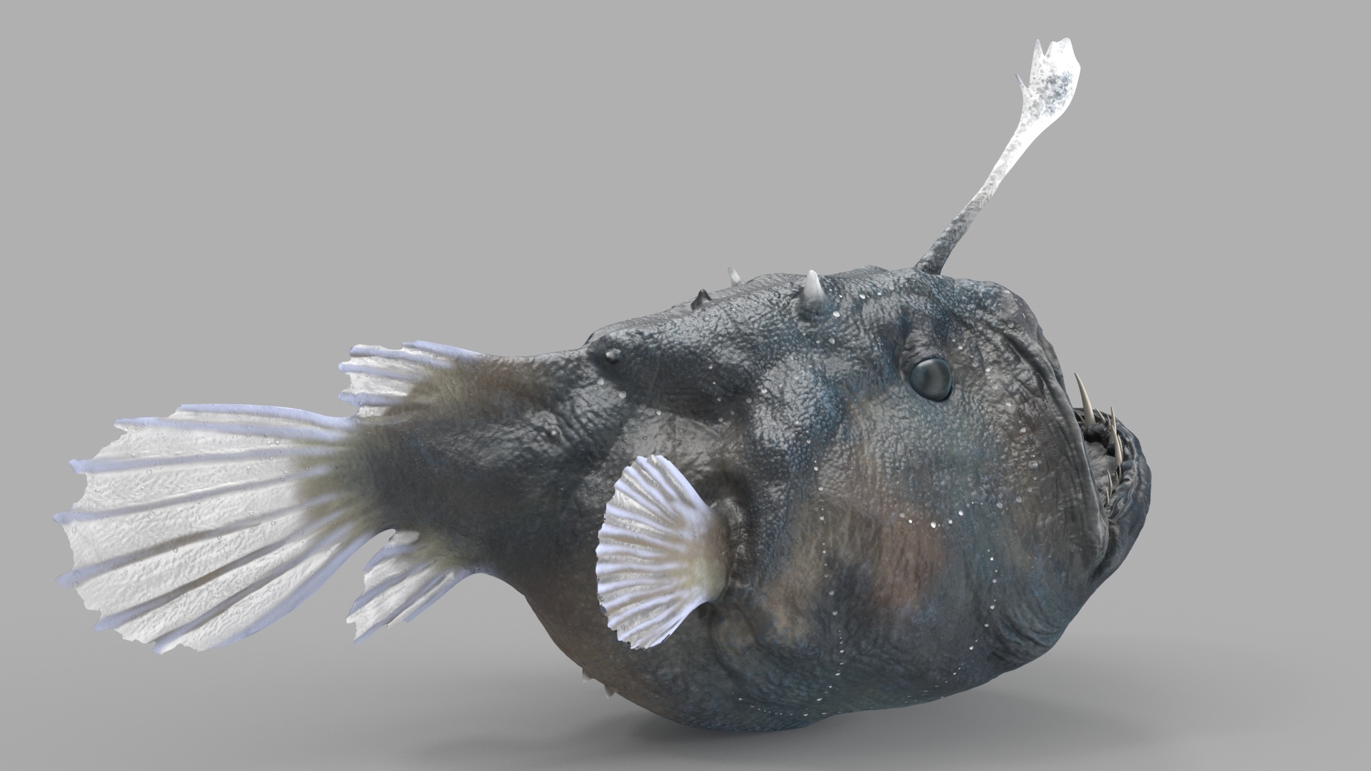 3D model Anglerfish