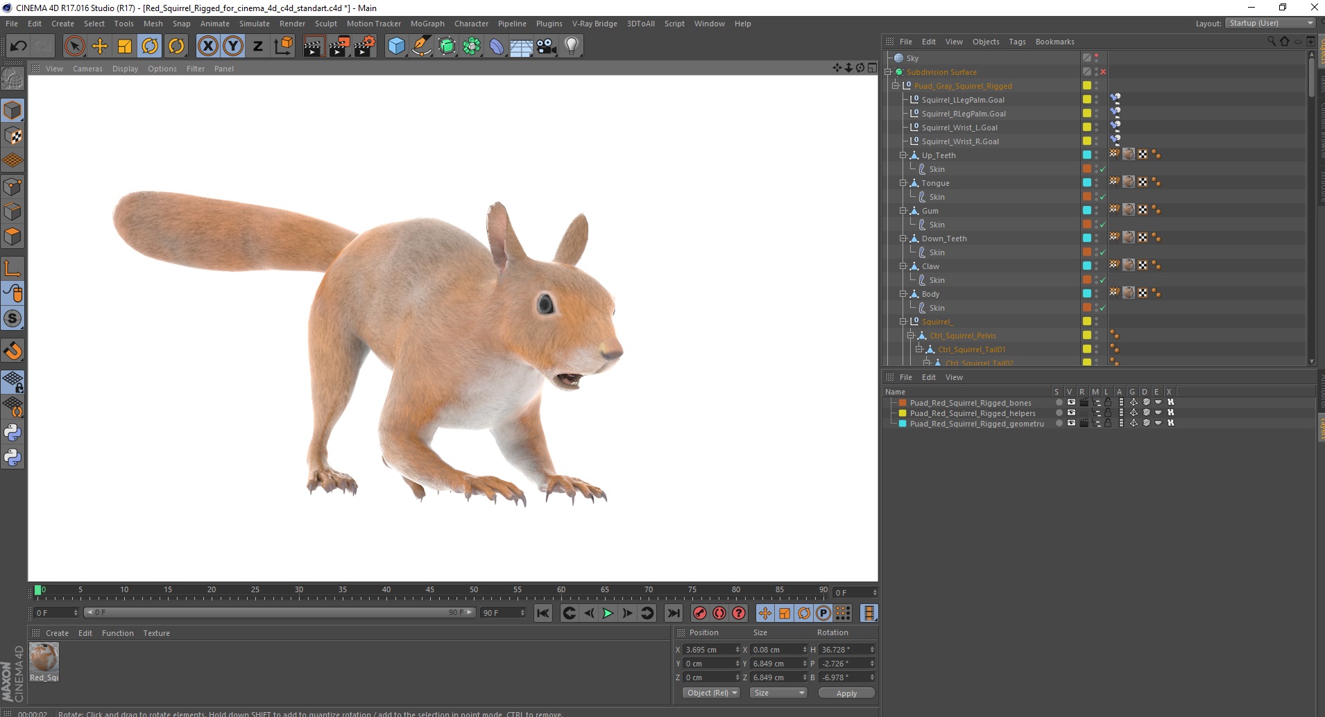 3D Red Squirrel Rigged for Cinema 4D model