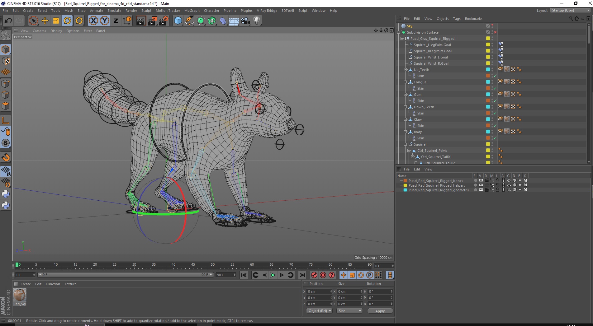 3D Red Squirrel Rigged for Cinema 4D model