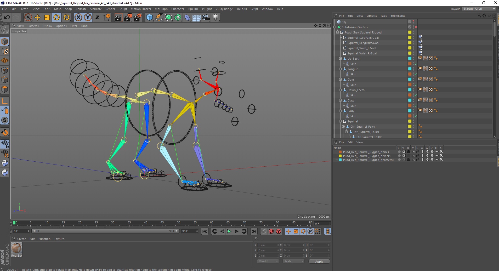 3D Red Squirrel Rigged for Cinema 4D model