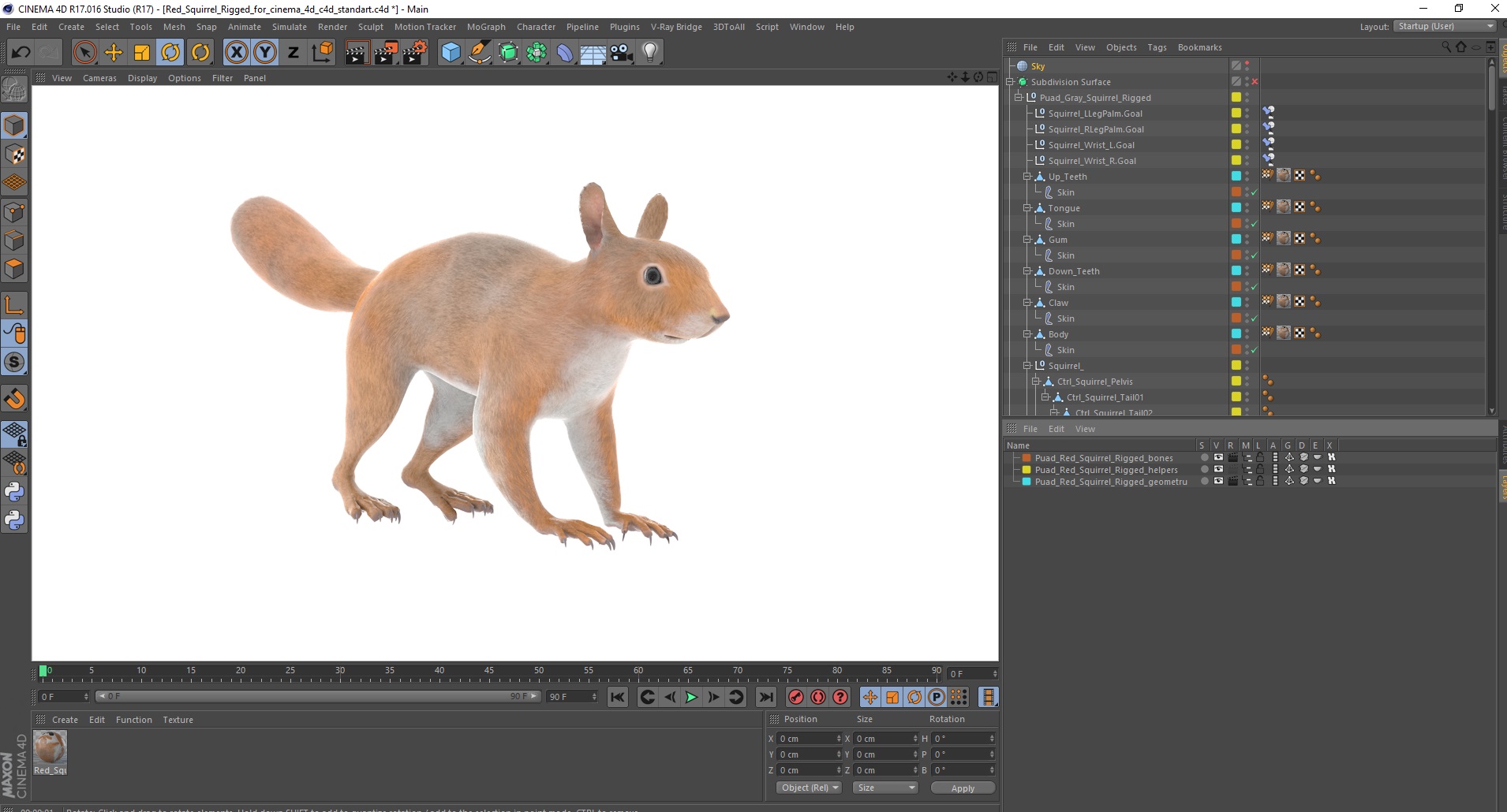 3D Red Squirrel Rigged for Cinema 4D model