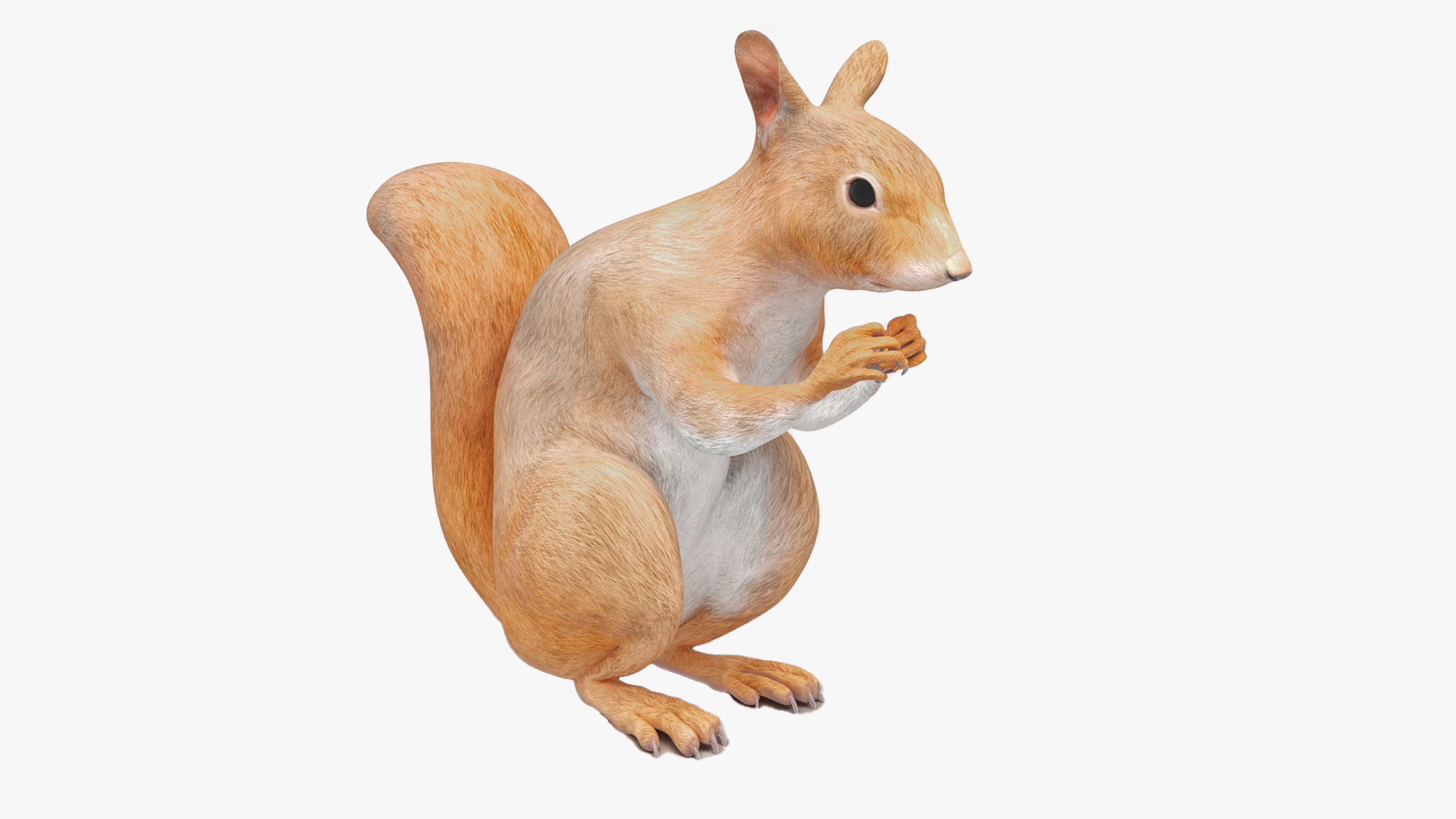 3D Red Squirrel Rigged for Cinema 4D model