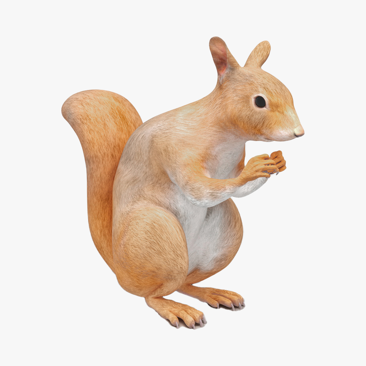3D Red Squirrel Rigged for Cinema 4D model