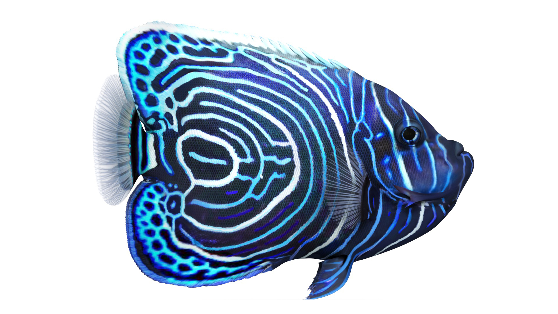 Emperor Angelfish Rigged 3D model