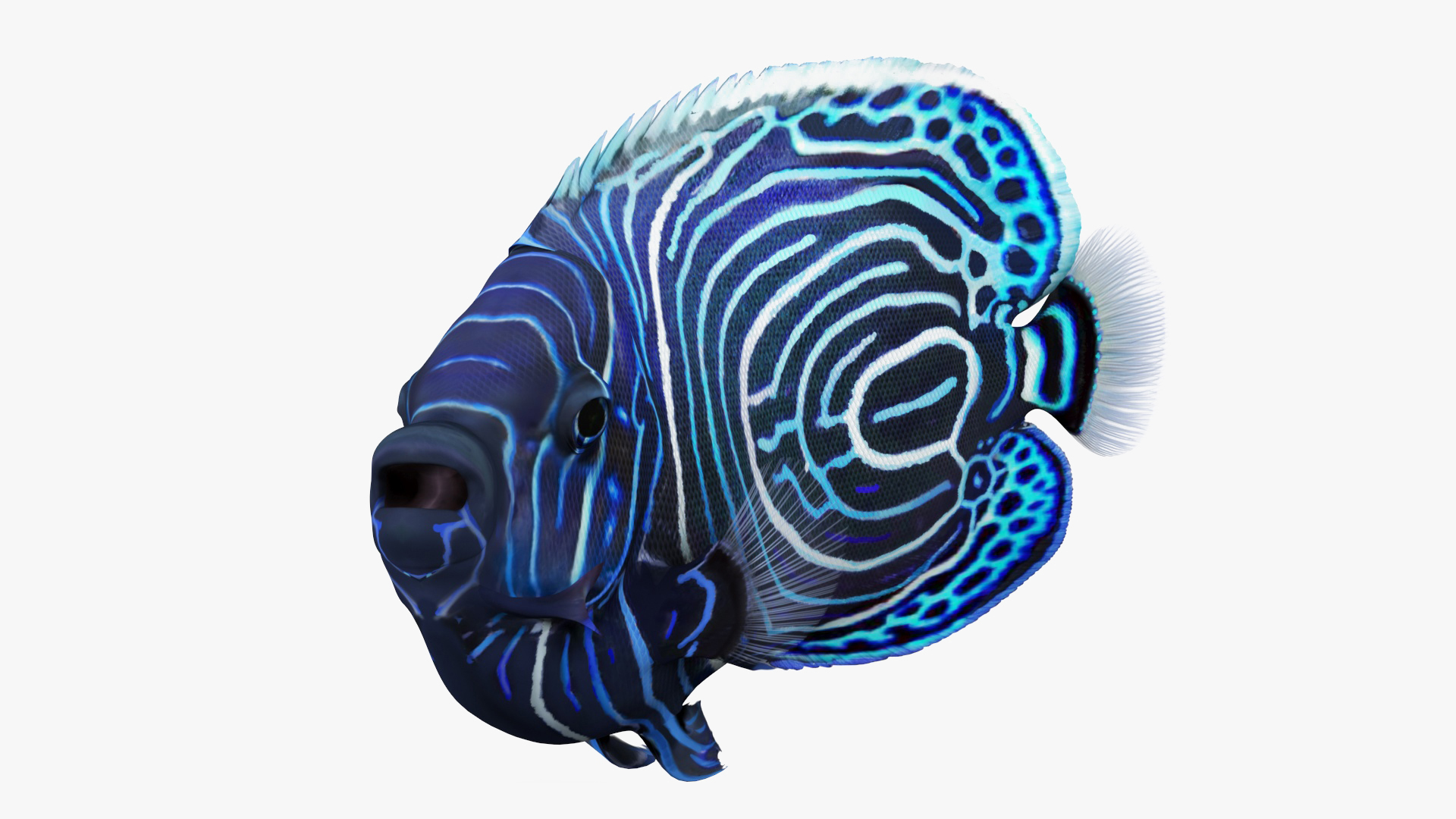 Emperor Angelfish Rigged 3D model