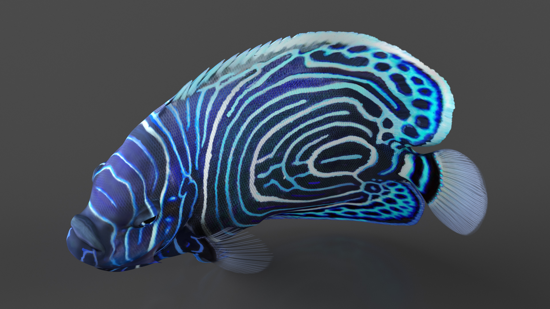 Emperor Angelfish Rigged 3D model
