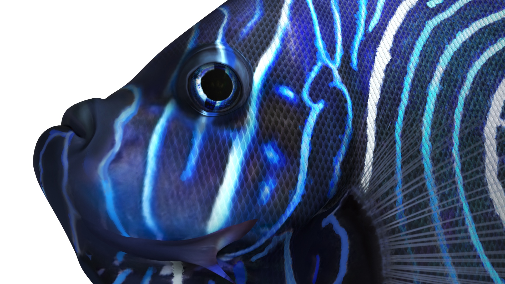 Emperor Angelfish Rigged 3D model