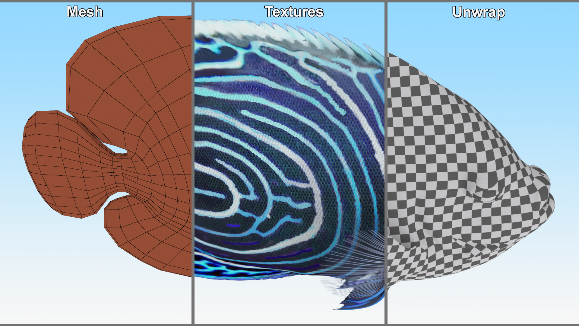 Emperor Angelfish Rigged 3D model