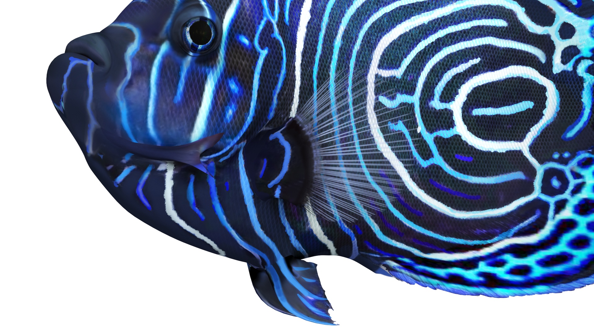 Emperor Angelfish Rigged 3D model