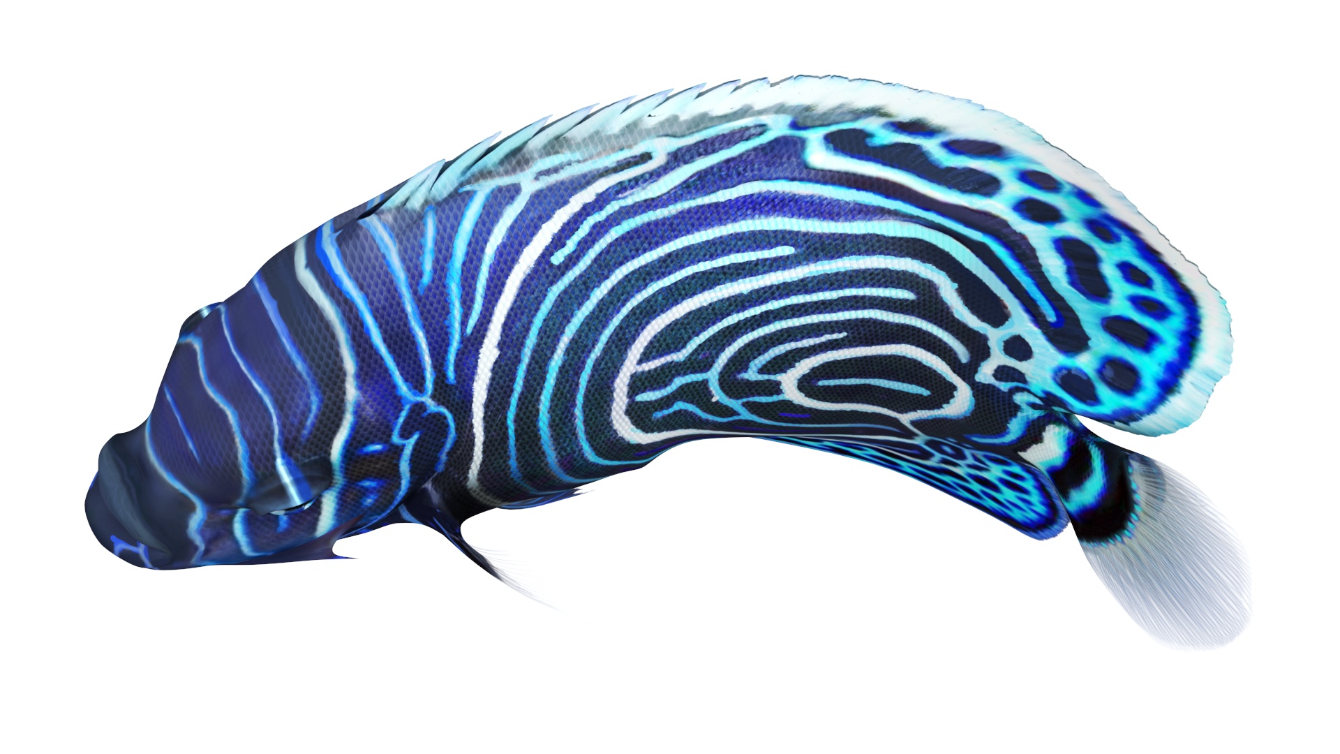 Emperor Angelfish Rigged 3D model