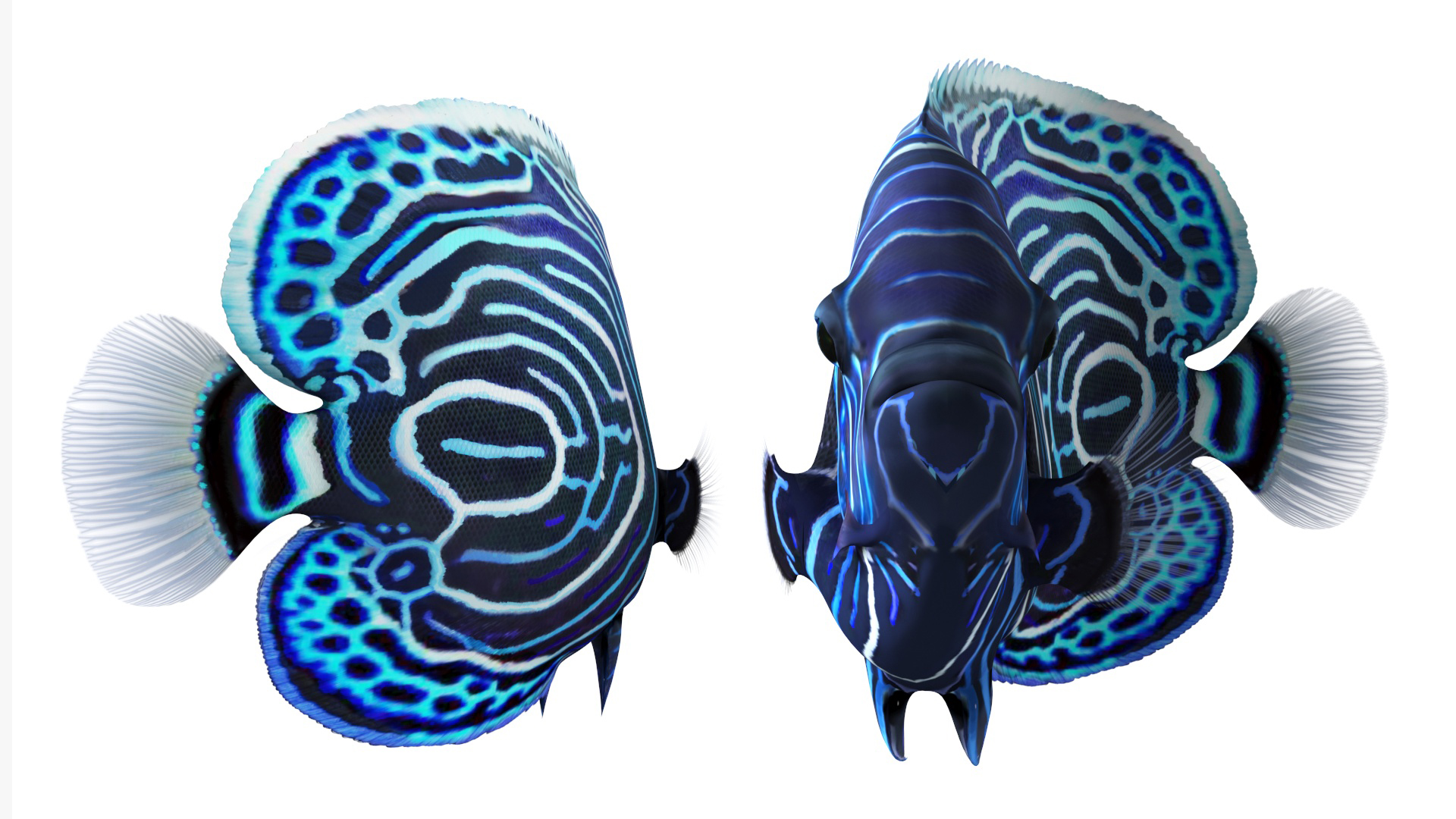 Emperor Angelfish Rigged 3D model