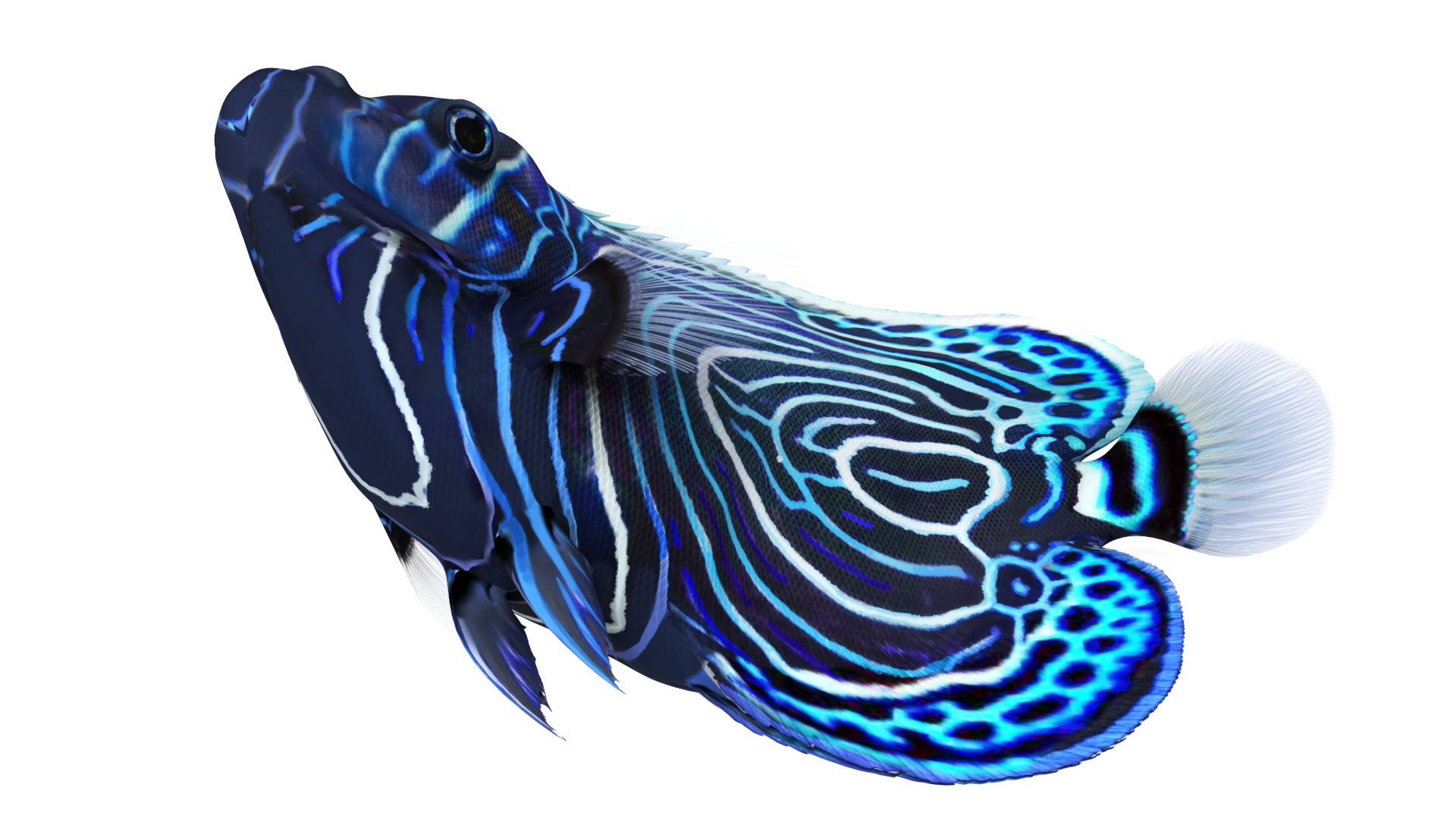 Emperor Angelfish Rigged 3D model