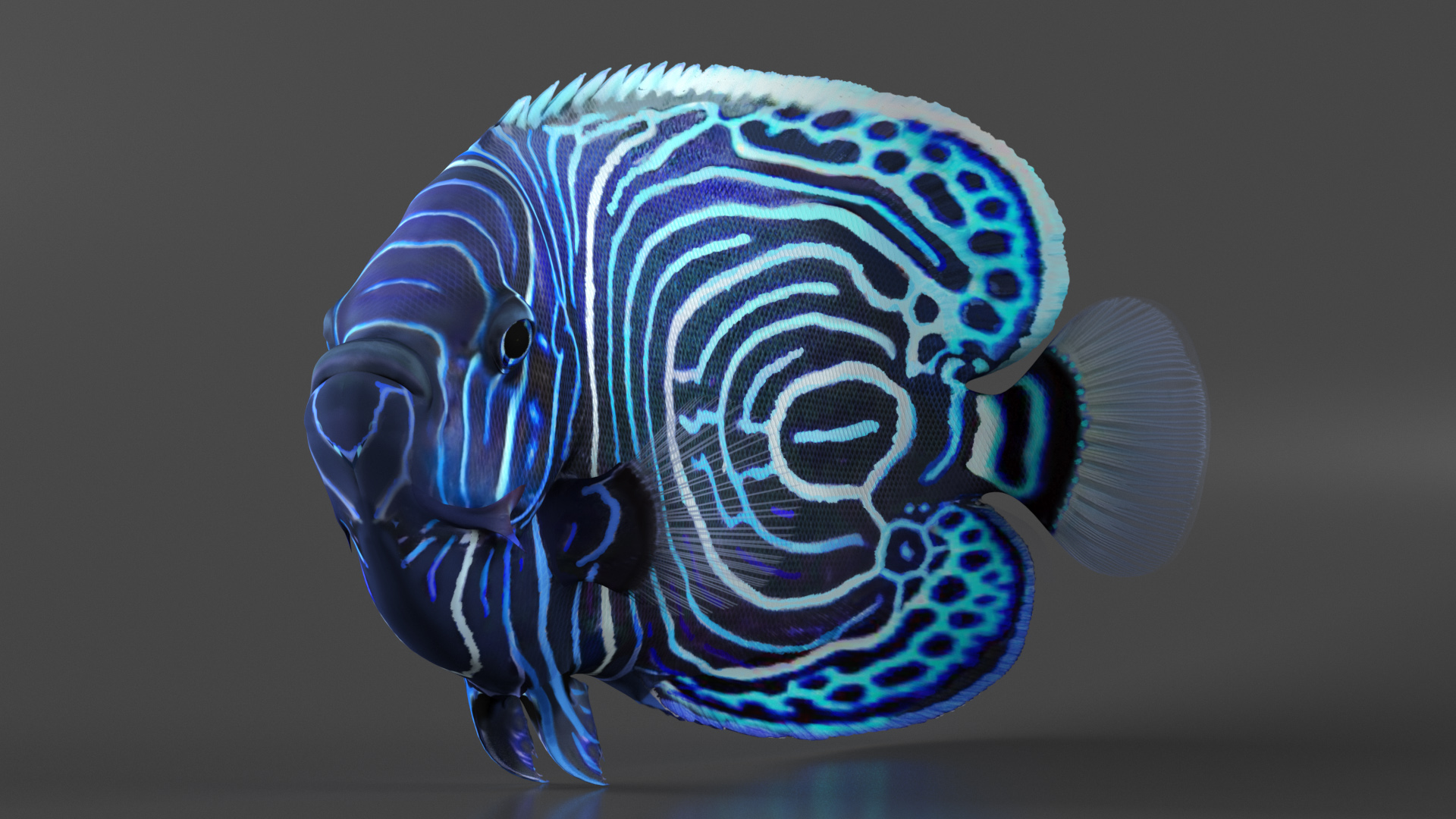 Emperor Angelfish Rigged 3D model