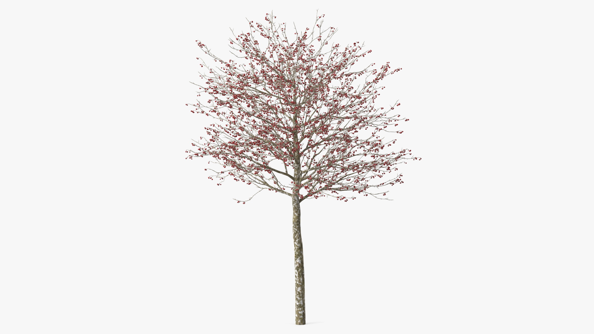 Winter Cockpur Hawthorn Small with Berries 3D