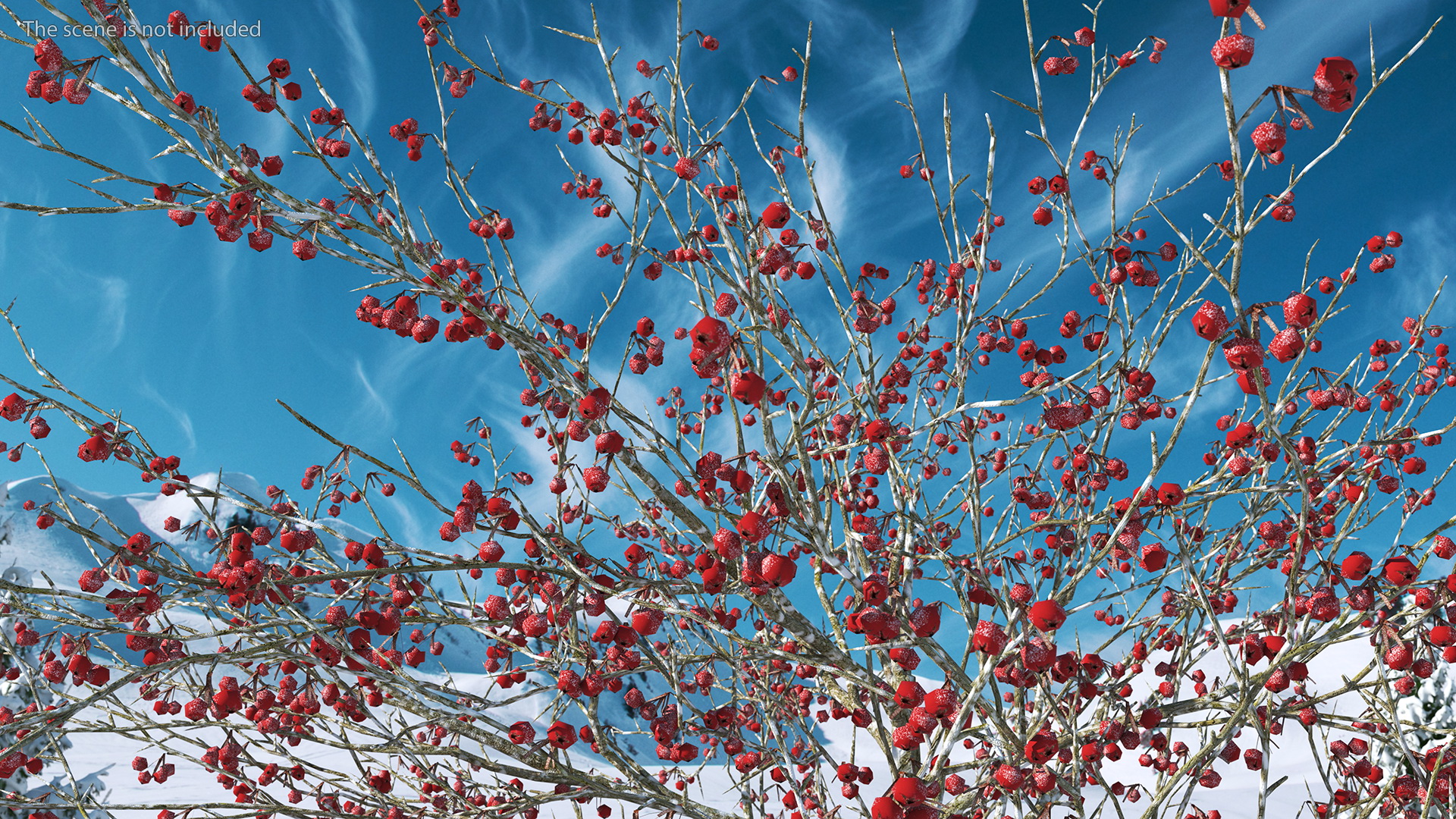 Winter Cockpur Hawthorn Small with Berries 3D
