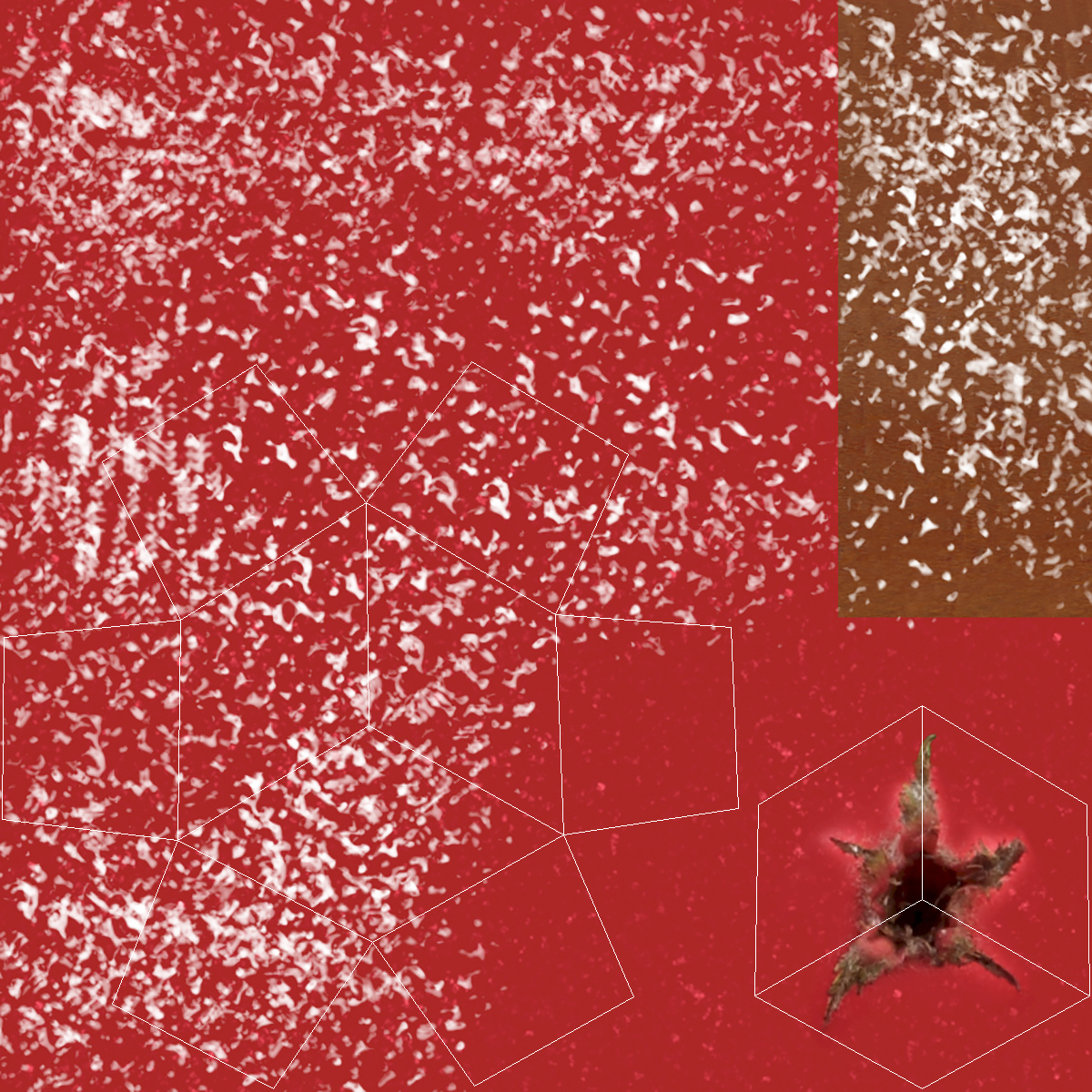 Winter Cockpur Hawthorn Small with Berries 3D