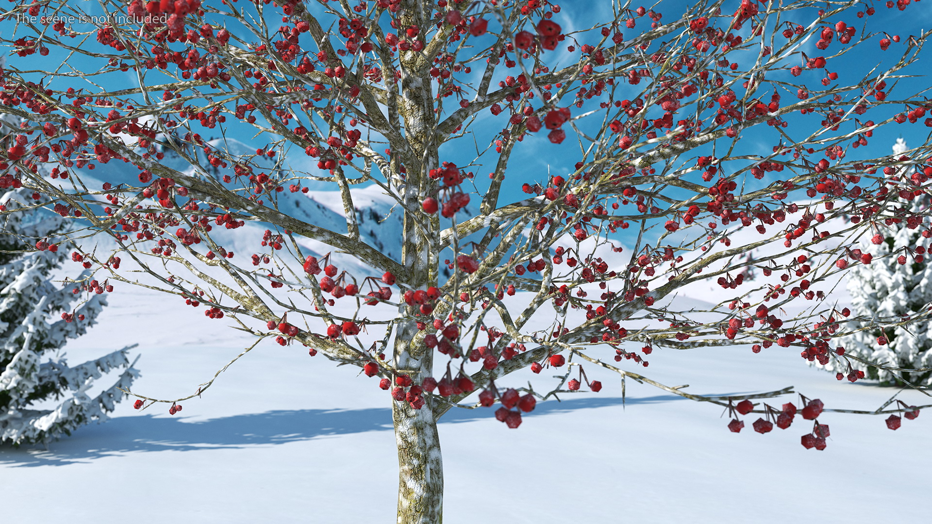 Winter Cockpur Hawthorn Small with Berries 3D