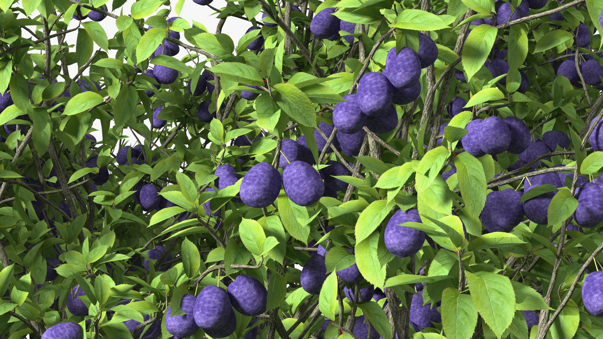 3D Plum Tree Purple Fruits model