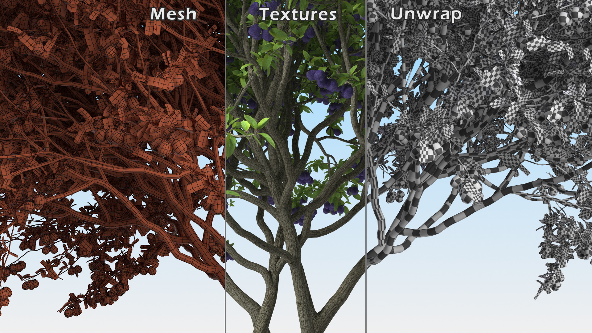 3D Plum Tree Purple Fruits model