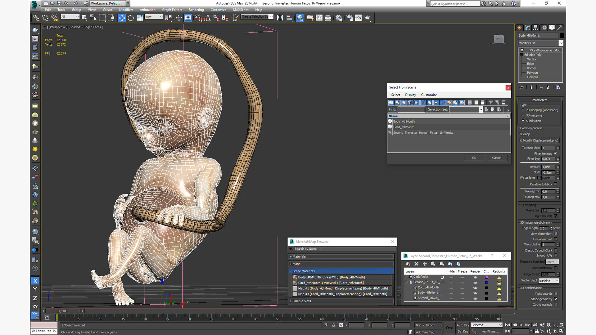 Second Trimester Human Fetus 16 Weeks 3D