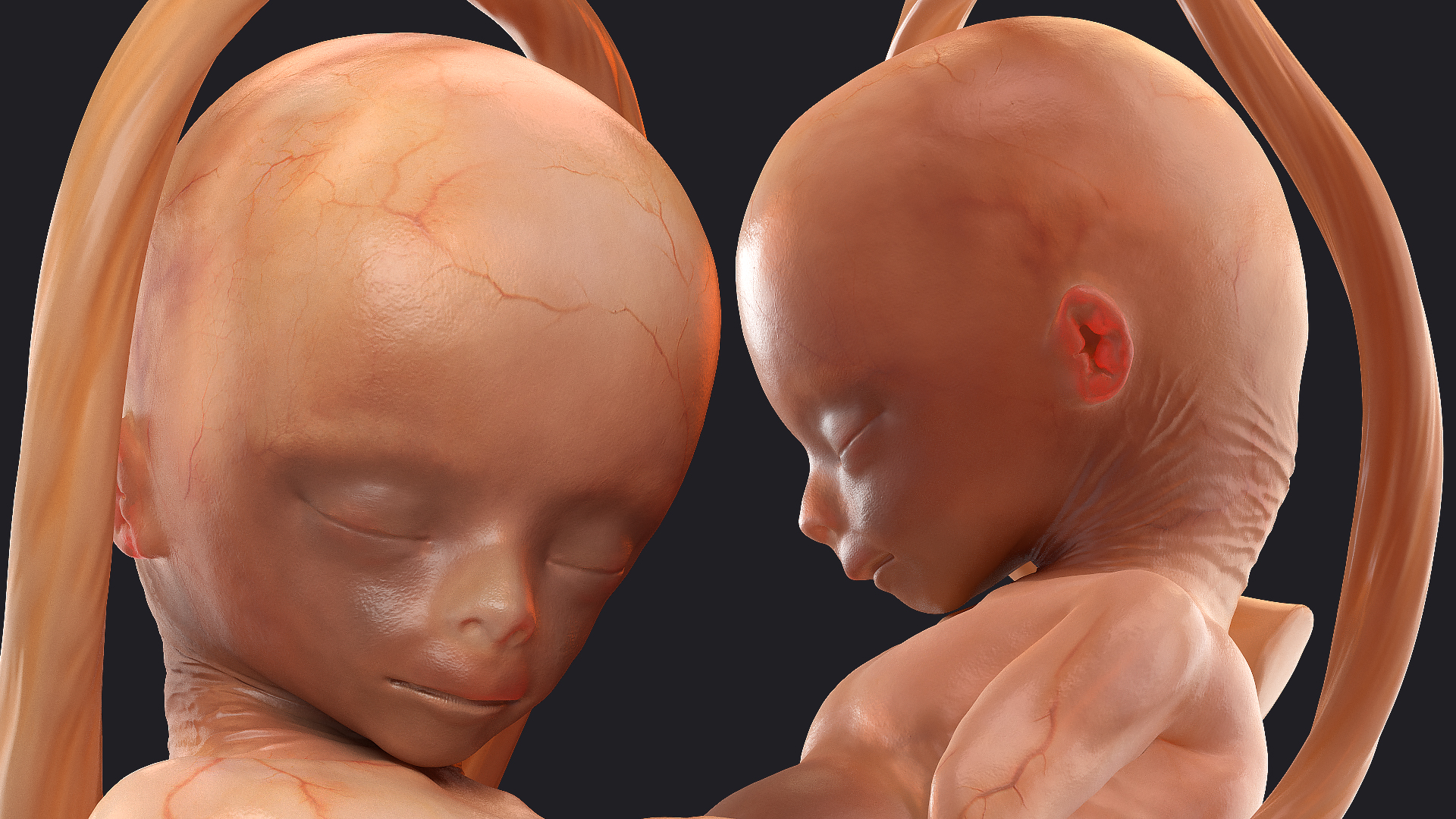 Second Trimester Human Fetus 16 Weeks 3D