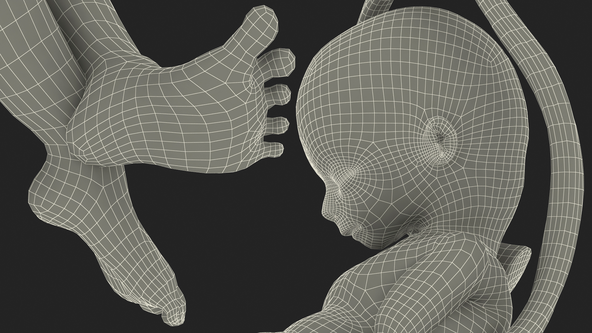 Second Trimester Human Fetus 16 Weeks 3D