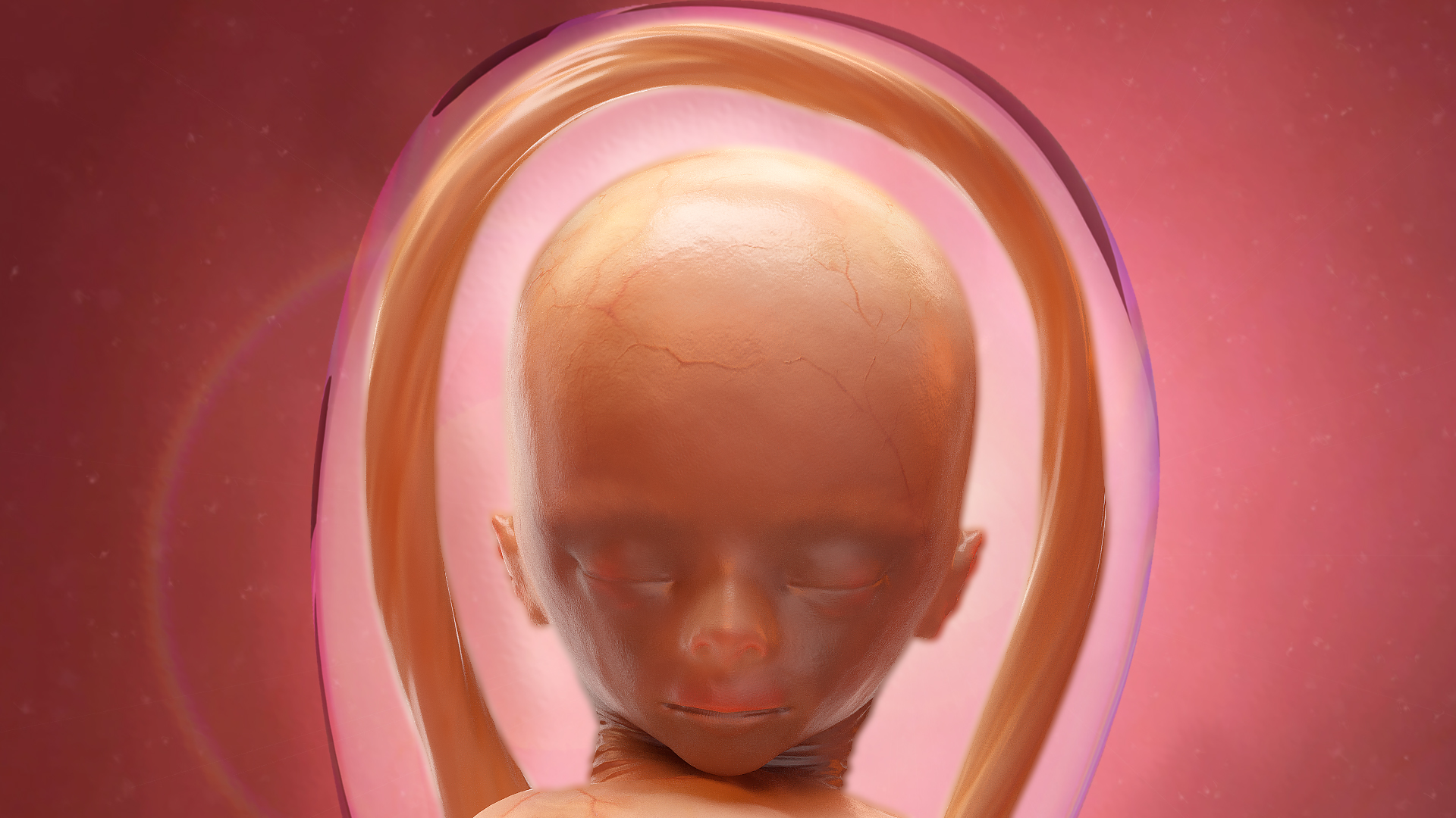 Second Trimester Human Fetus 16 Weeks 3D