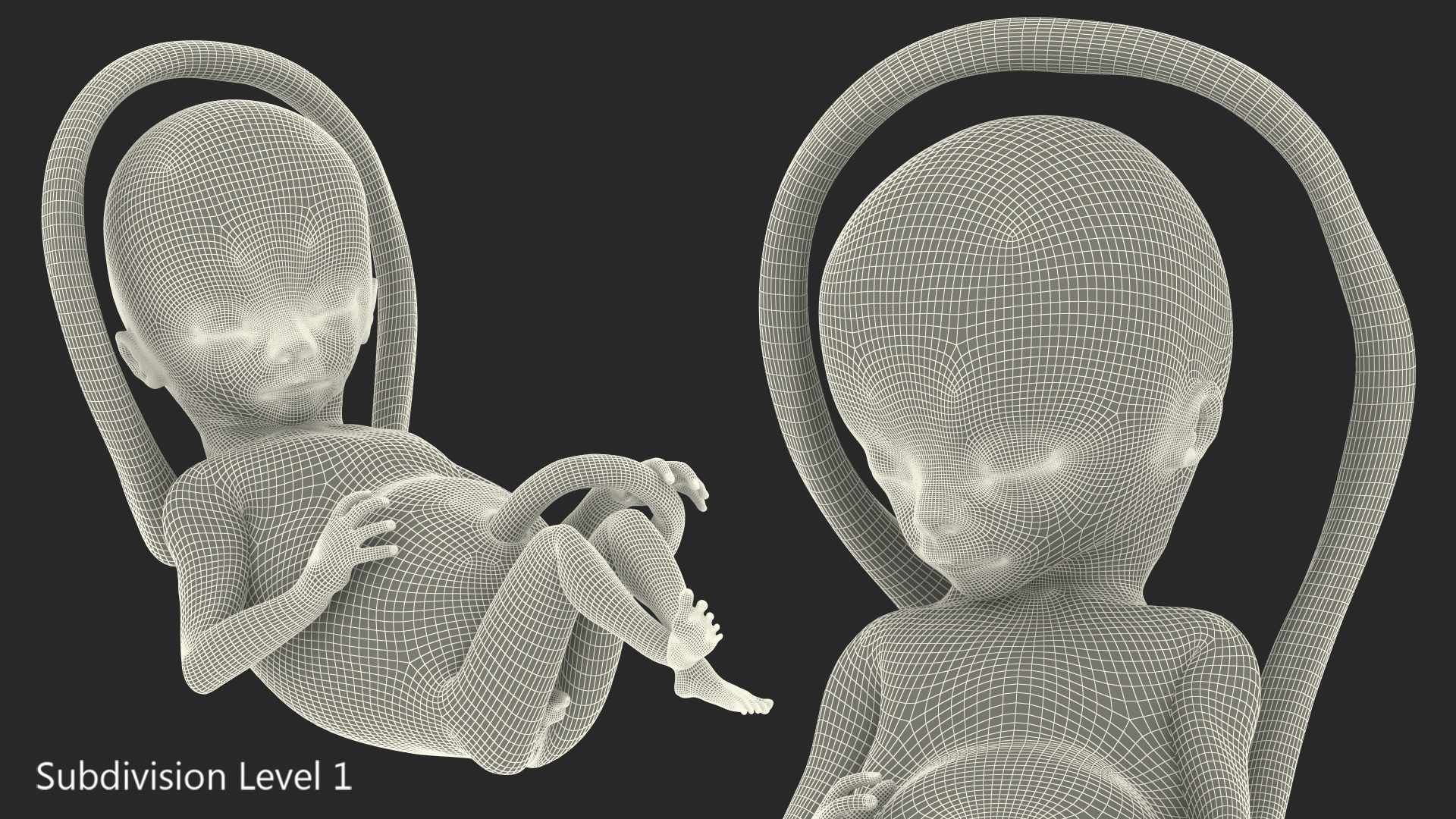 Second Trimester Human Fetus 16 Weeks 3D