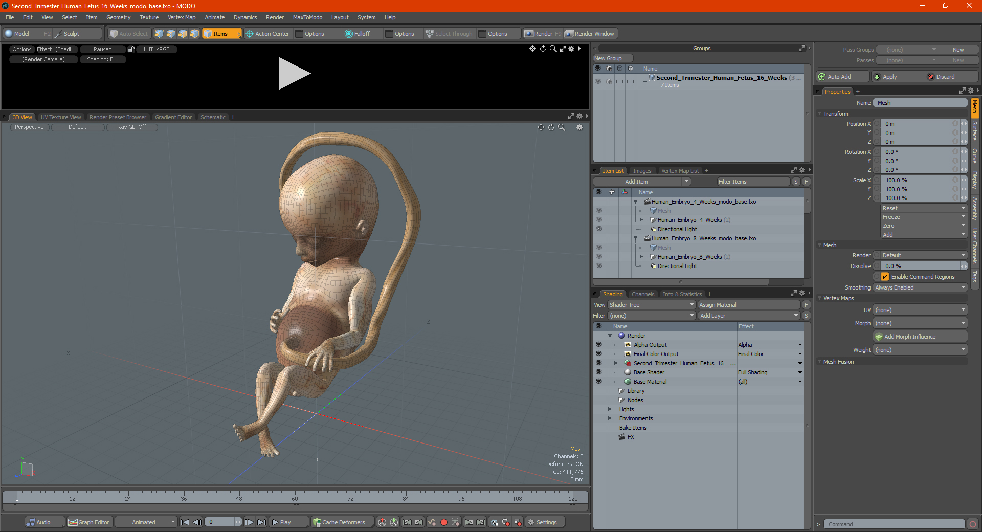 Second Trimester Human Fetus 16 Weeks 3D