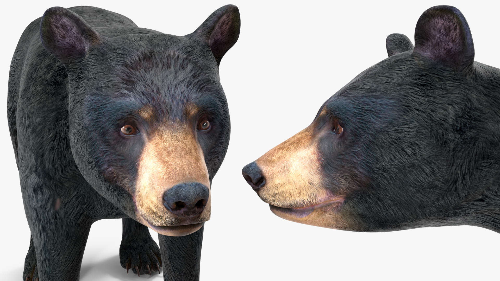 3D Young Black Bear