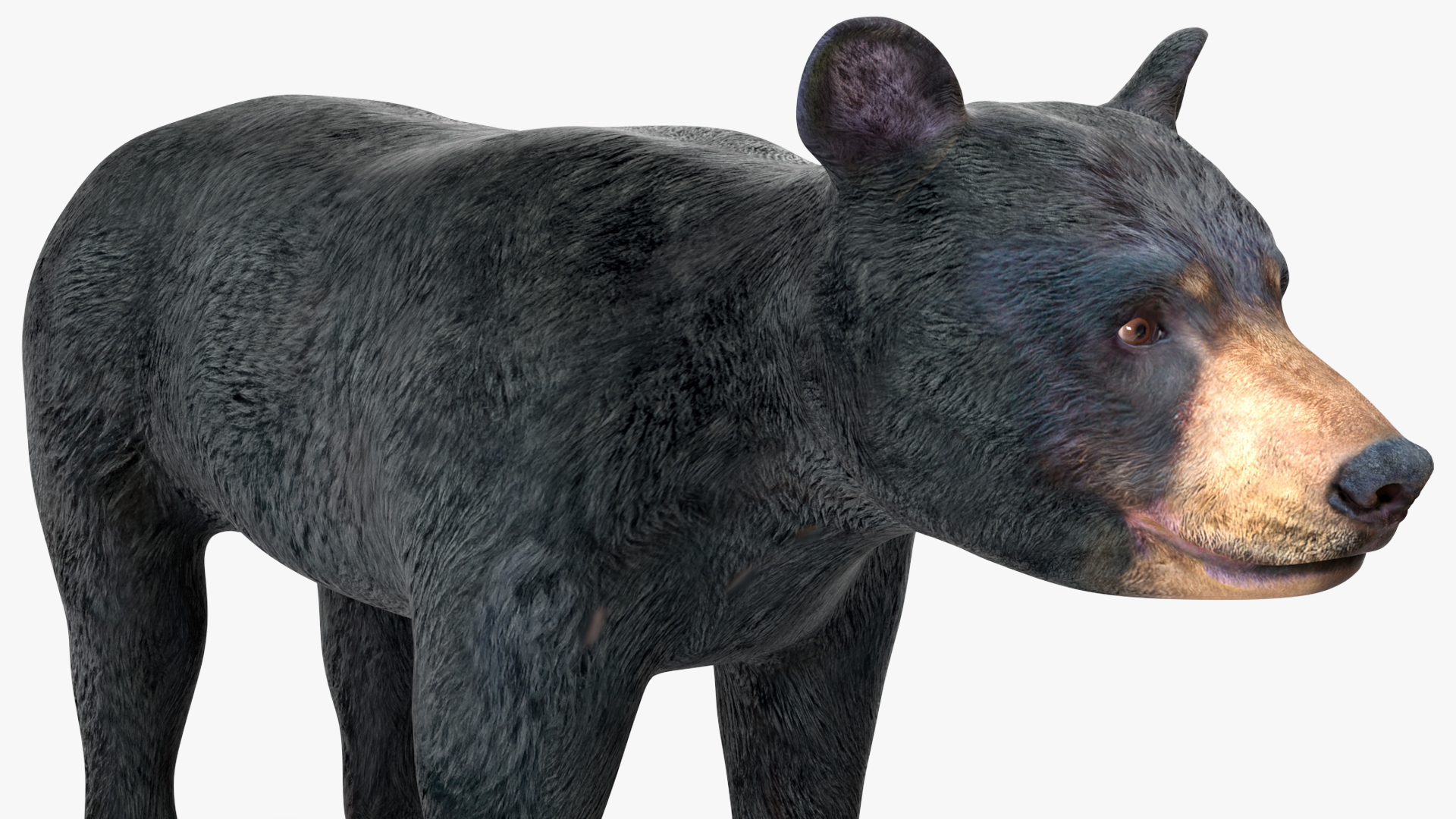3D Young Black Bear