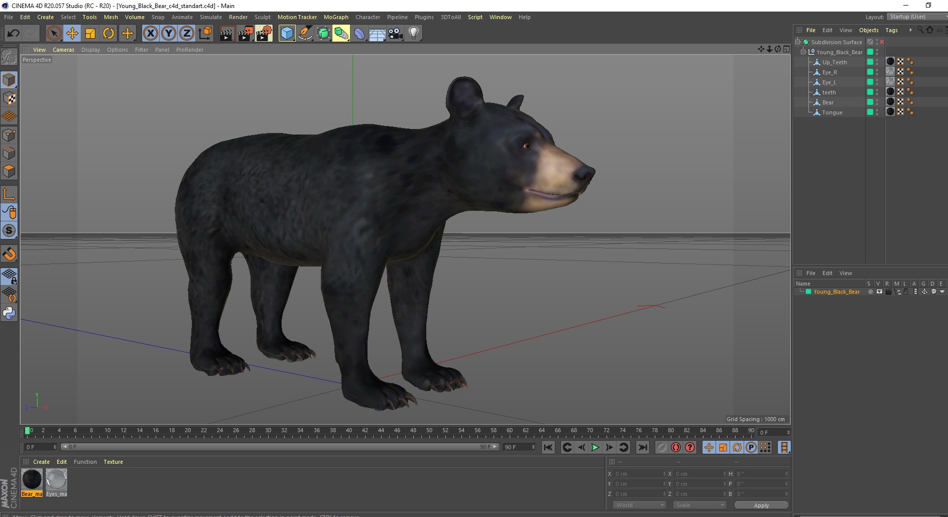 3D Young Black Bear