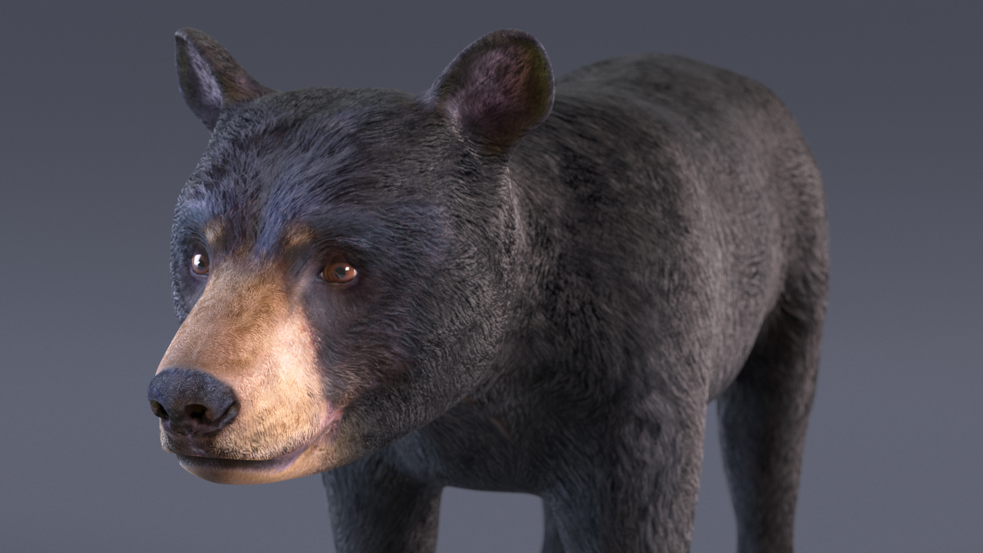 3D Young Black Bear