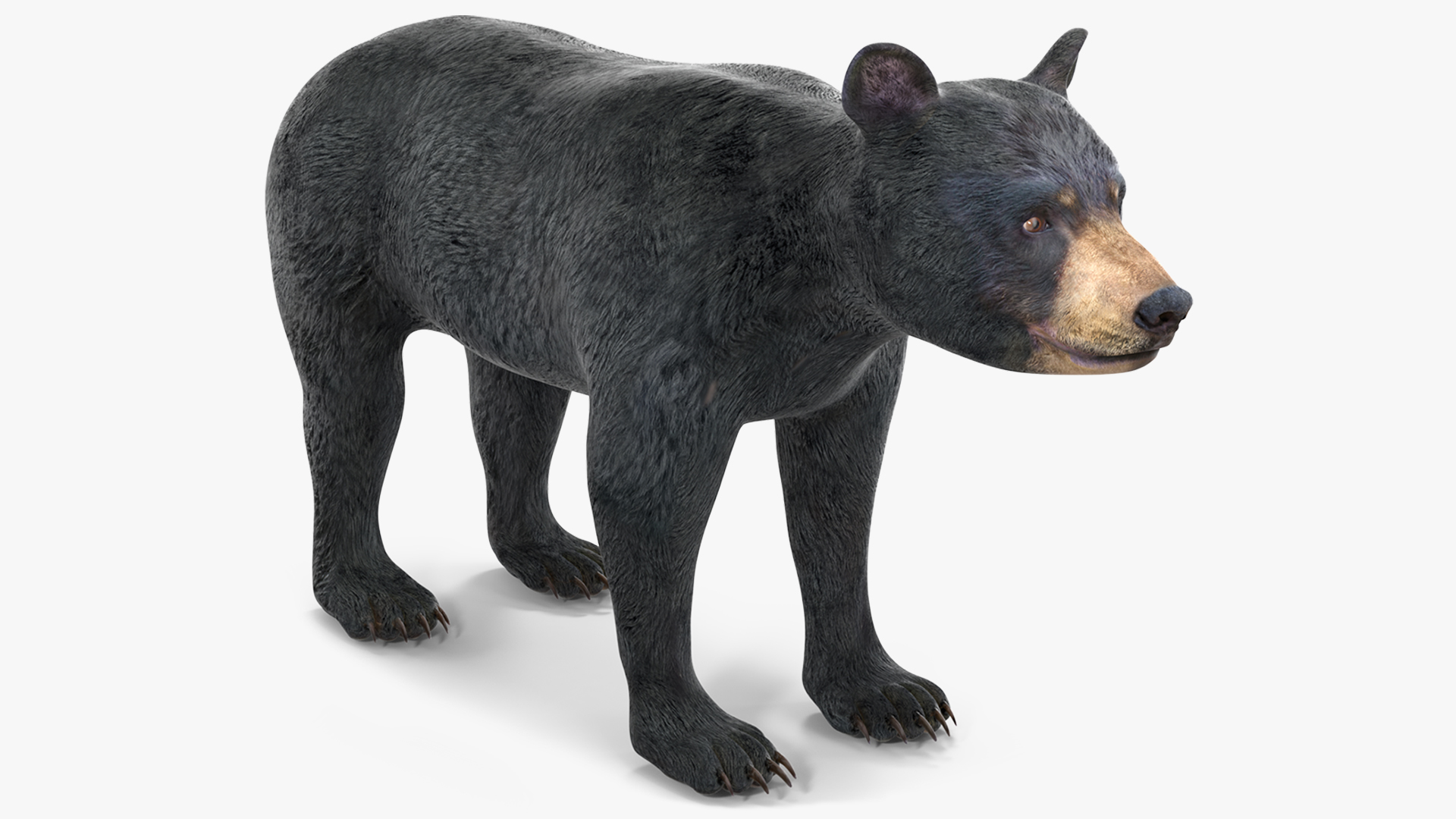3D Young Black Bear
