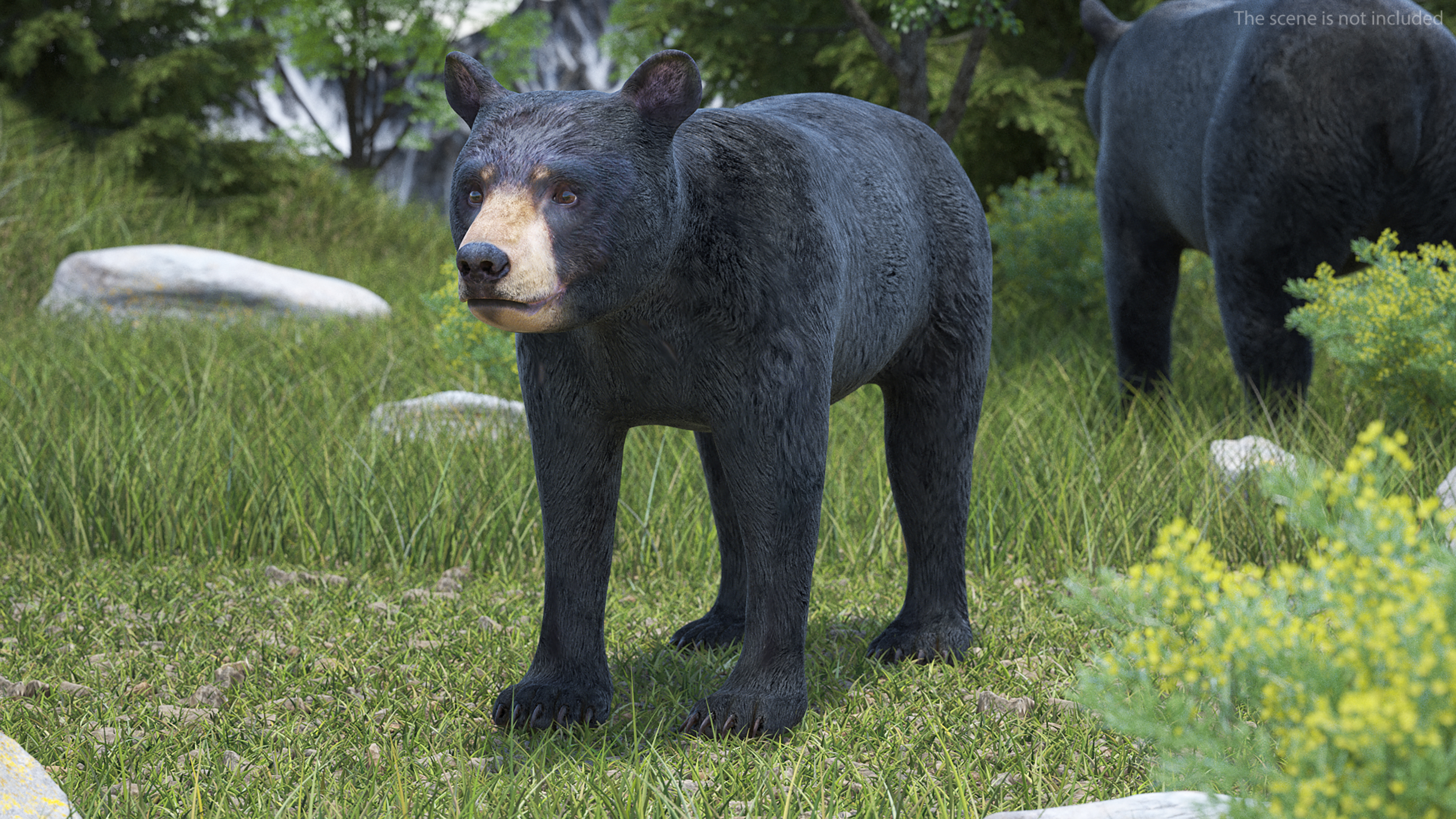 3D Young Black Bear