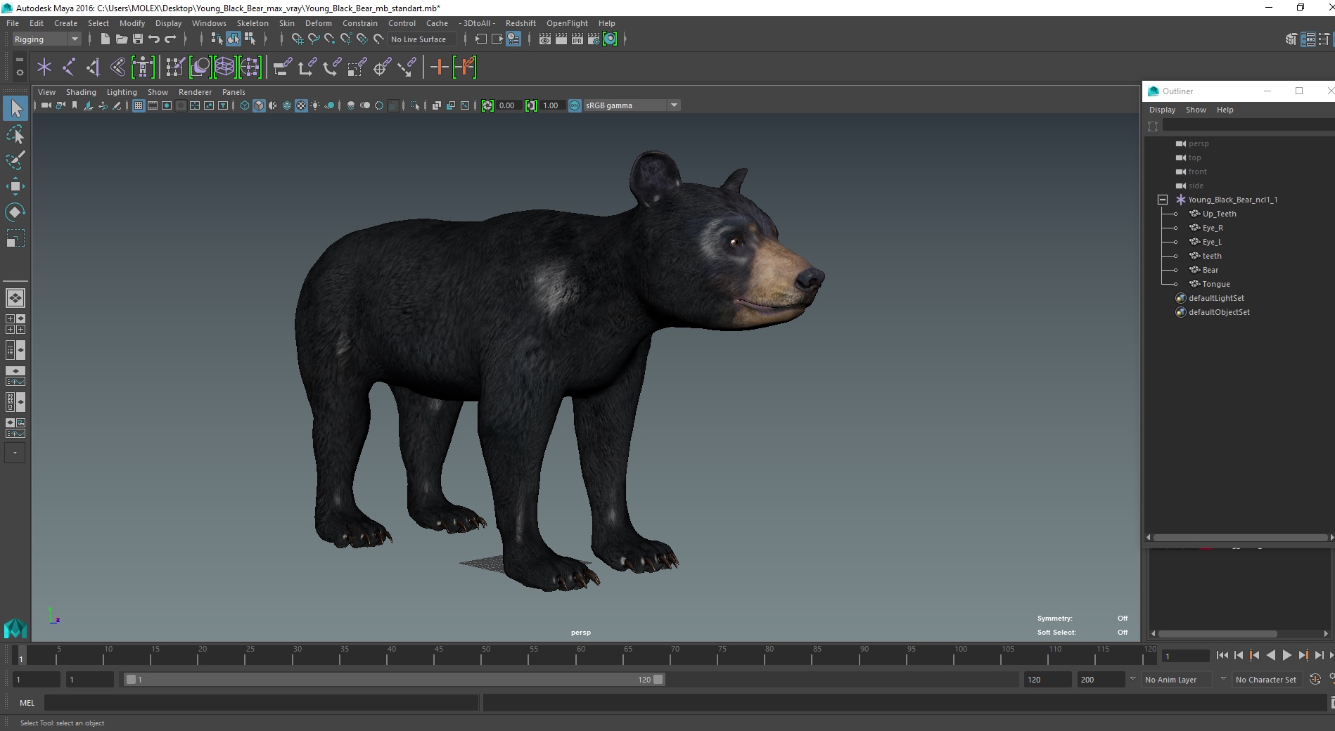 3D Young Black Bear