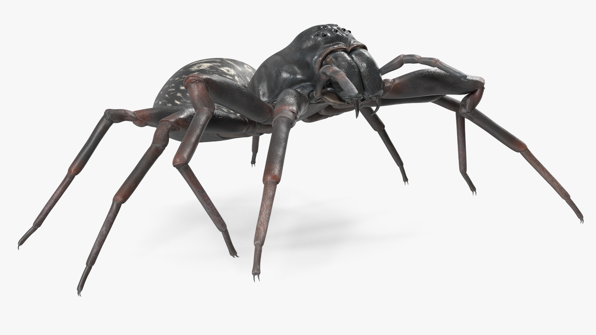 3D Black Wolf Spider Rigged for Cinema 4D model