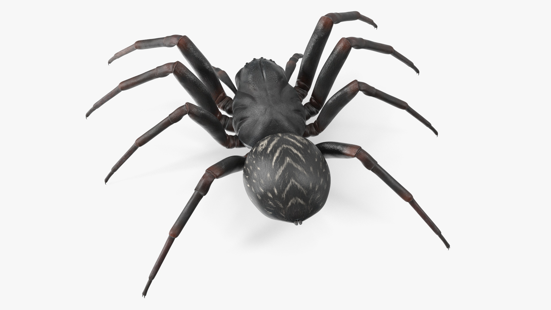 3D Black Wolf Spider Rigged for Cinema 4D model