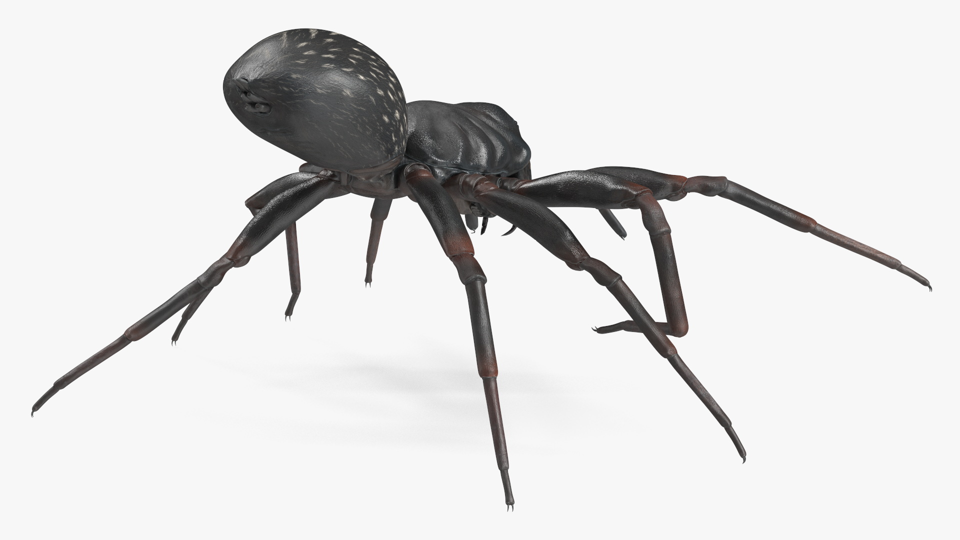 3D Black Wolf Spider Rigged for Cinema 4D model