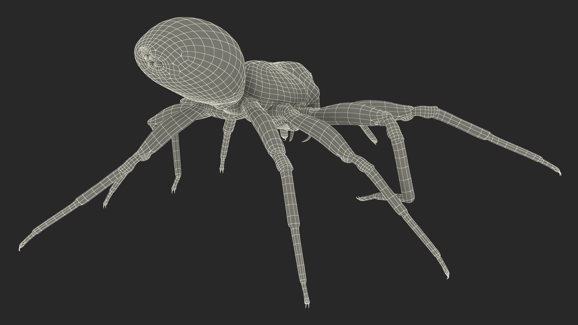 3D Black Wolf Spider Rigged for Cinema 4D model