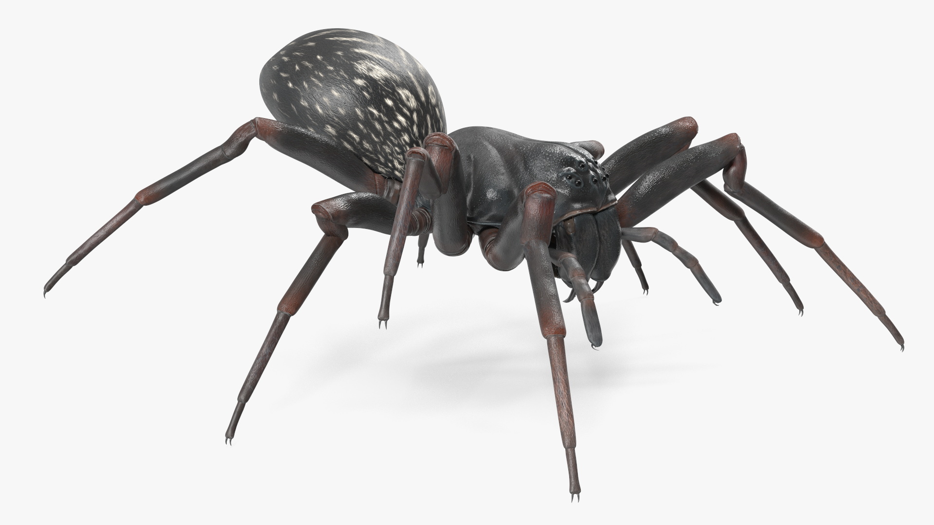 3D Black Wolf Spider Rigged for Cinema 4D model