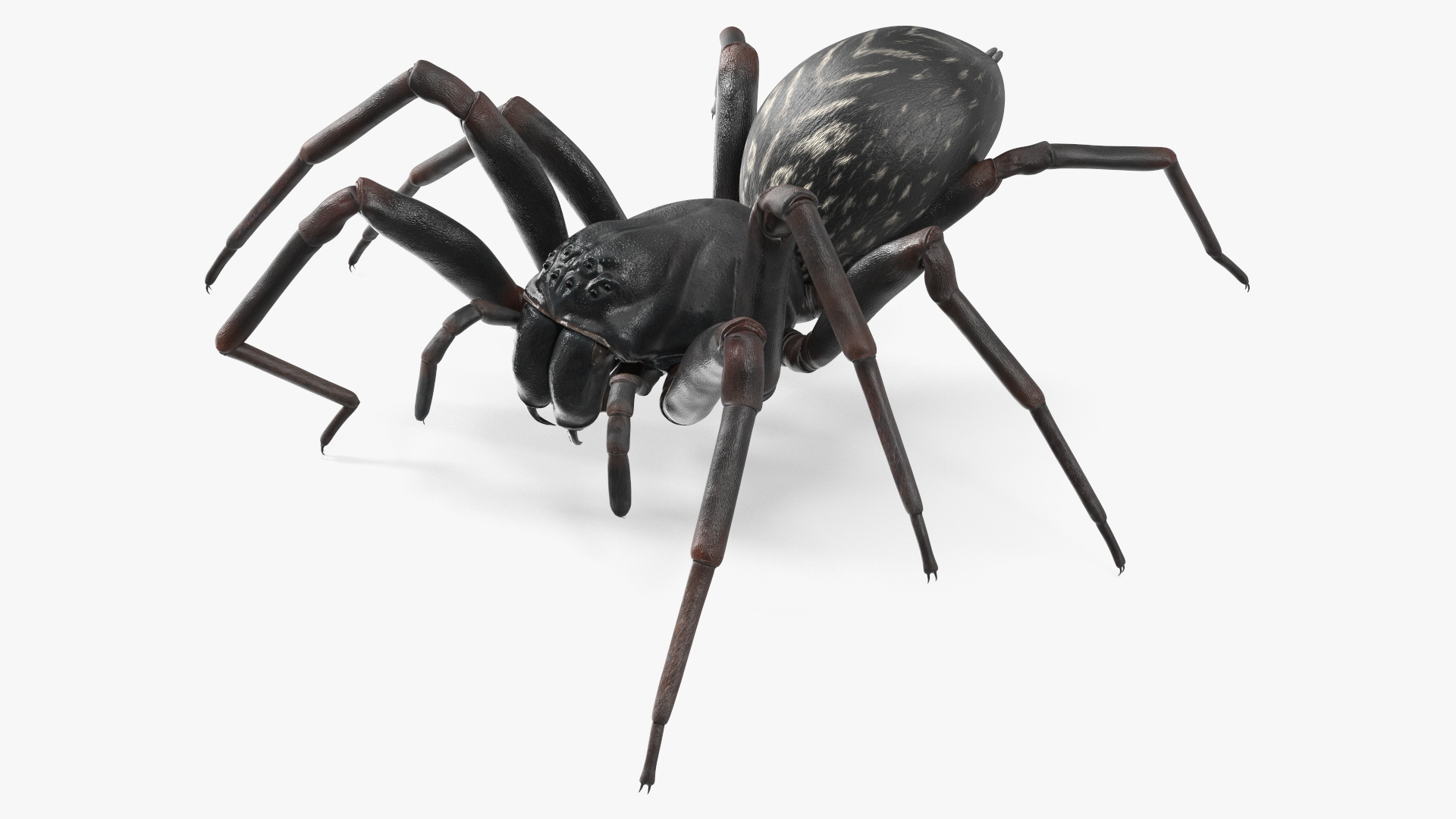 3D Black Wolf Spider Rigged for Cinema 4D model
