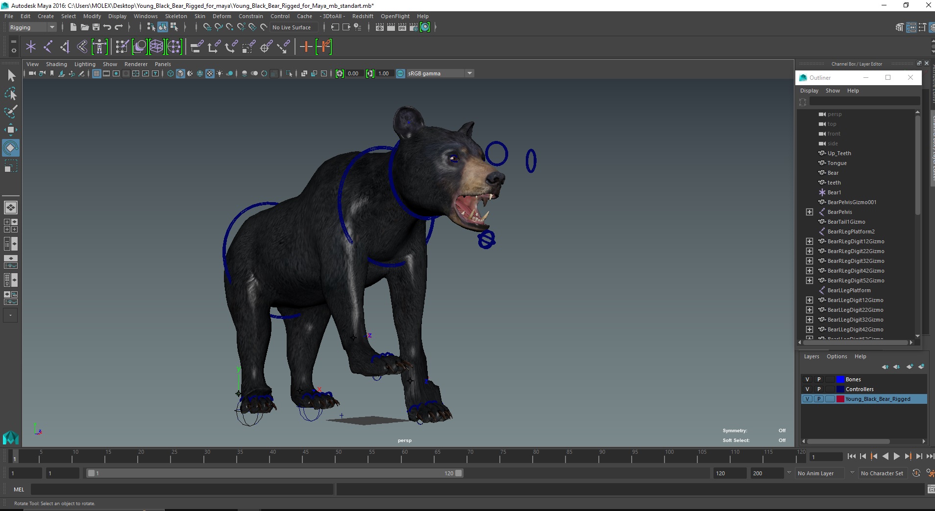 Young Black Bear Rigged for Maya 3D