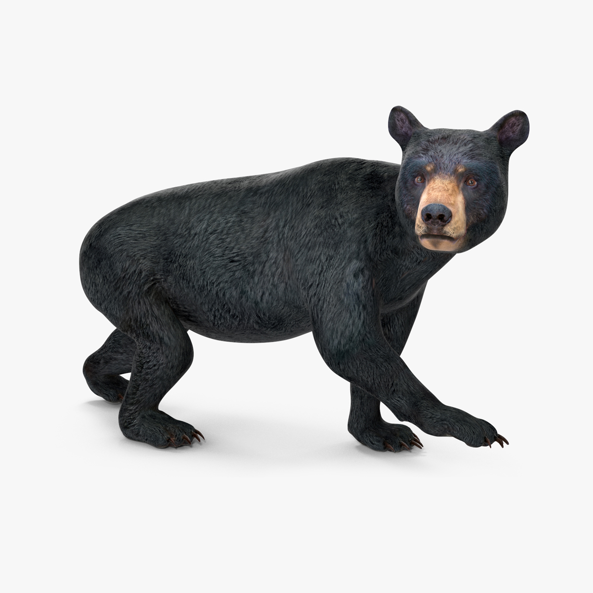 Young Black Bear Rigged for Maya 3D