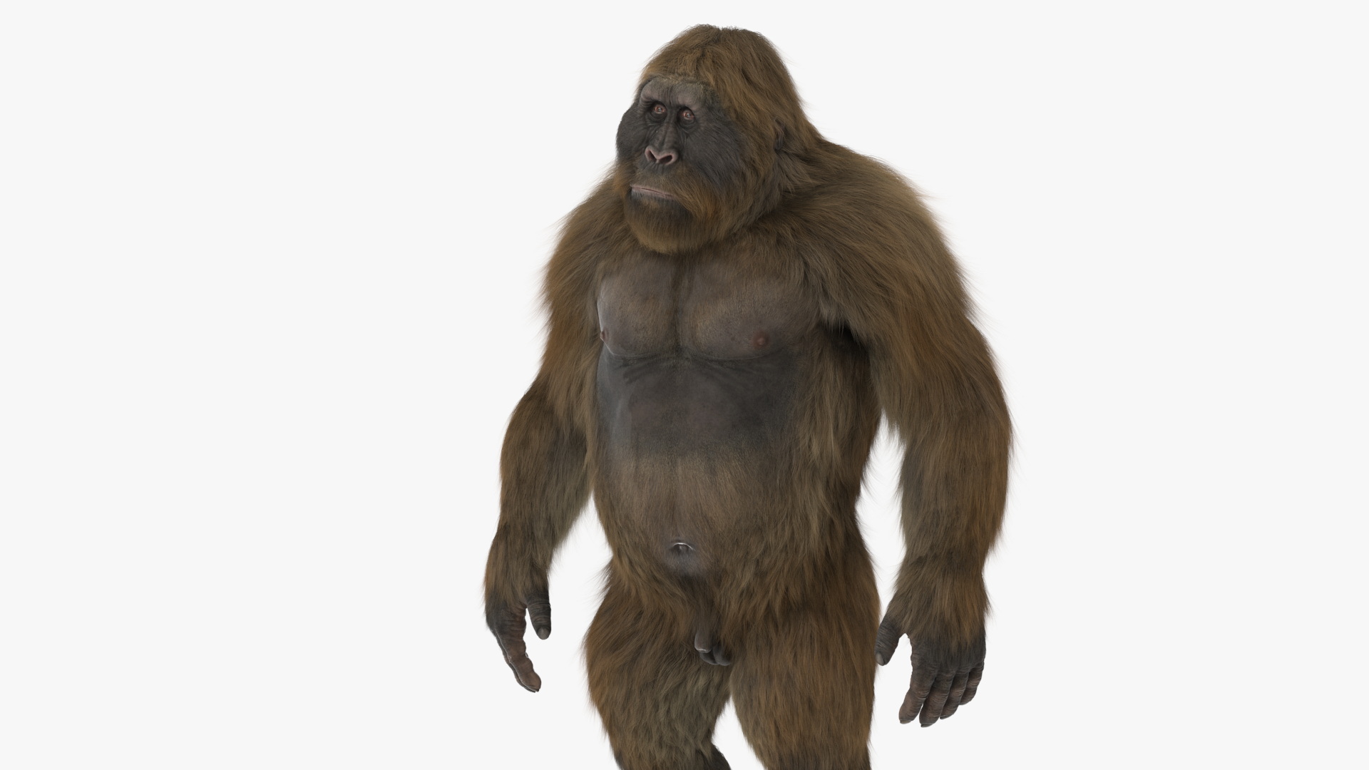 3D Gigantopithecus in Standing Pose Fur
