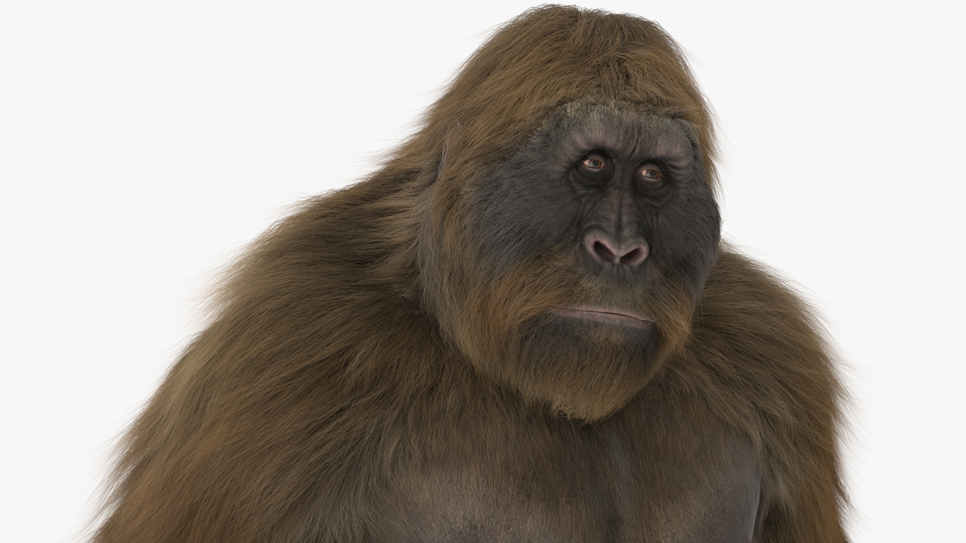 3D Gigantopithecus in Standing Pose Fur
